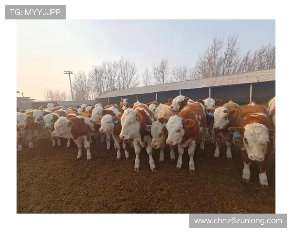 畅游尊龙凯时官网注册，体验多元化的娱乐平台与活动